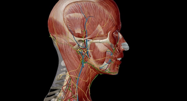 Photo lymph nodes of the head neck and arm