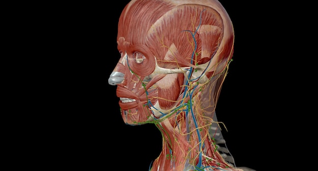 Photo lymph nodes of the head neck and arm