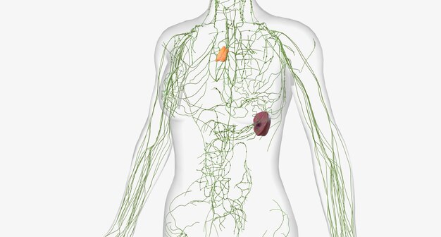 写真 リンパ系は、体全体にリンパ液を濾過して循環させる器官、組織、血管および節のネットワークです。
