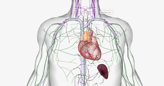 Photo the lymphatic system is part of the immune and circulatory systems