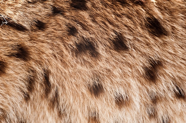 Lynx Coat Closeup Echte Lynx Fur Closeup Achtergrond