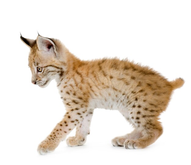 Lynx cub on white