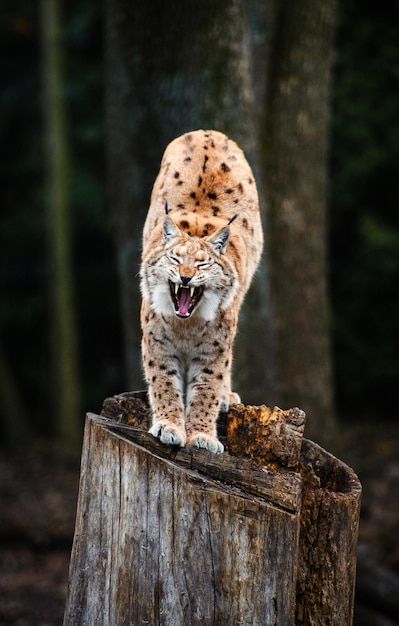 Lynx Eurasian wild cat