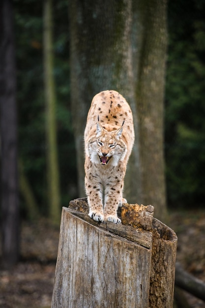 Lynx Euraziatische wilde kat