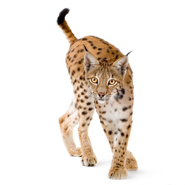 Lynx in front of a white background