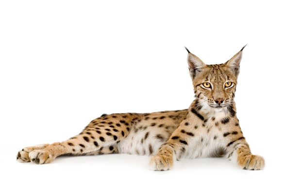 Lynx in front of a white background