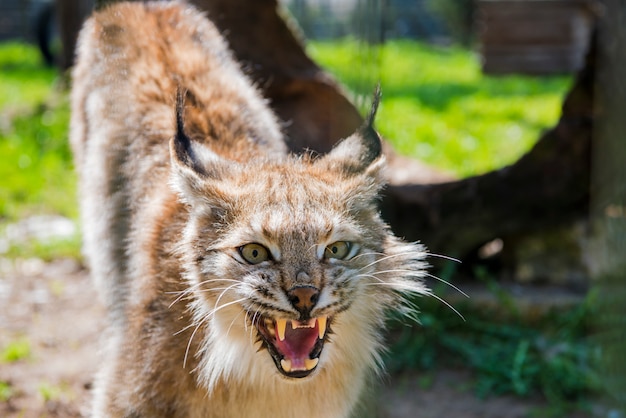 Photo lynx in green forest with tree trunk. 