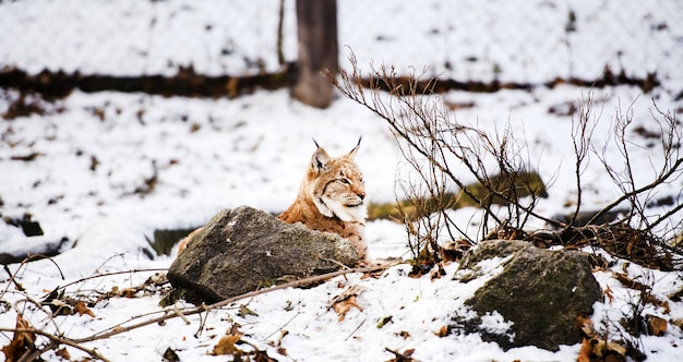 Lynx in de winter