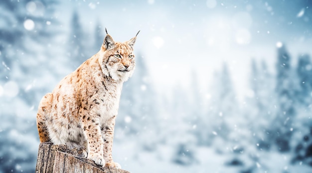 Lynx in het besneeuwde bos in de bergen Wildlife scene uit de natuur