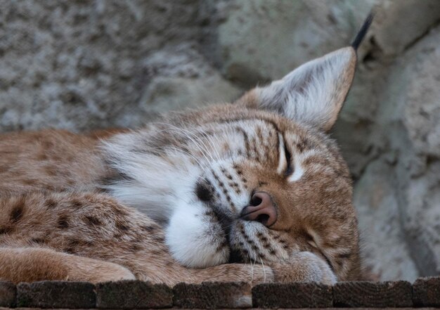 Lynx kijkt met roofzuchtige ogen vanuit de schuilplaats