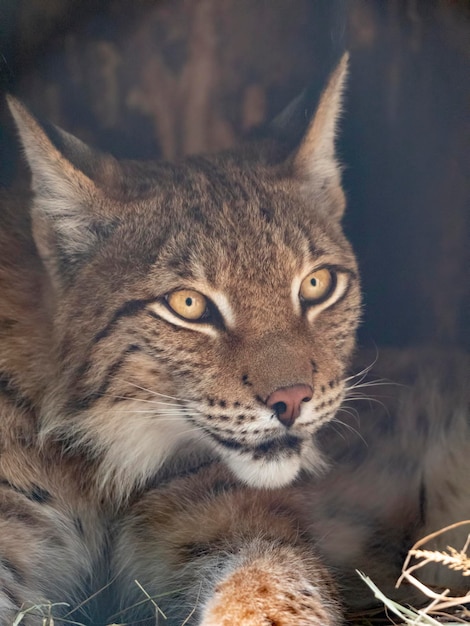 Foto la lince guarda con occhi predatori dal rifugio