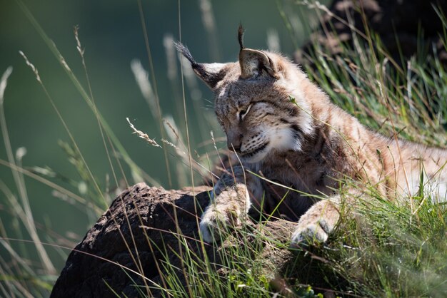 Photo lynx lying on grassy rock looking down