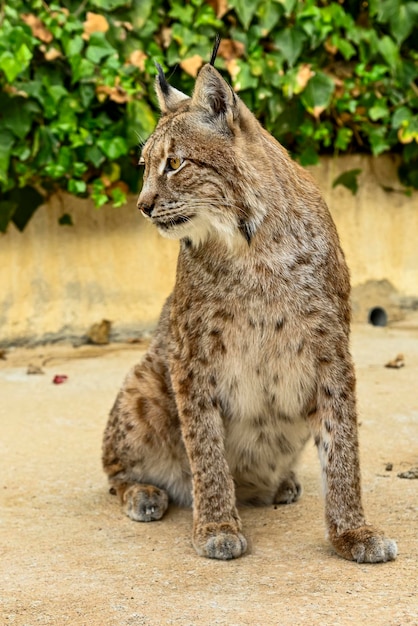 Lynx lynx or European or common Eurasian boreal lynx is in the family Felidae