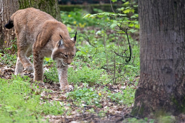 Lynx in the run