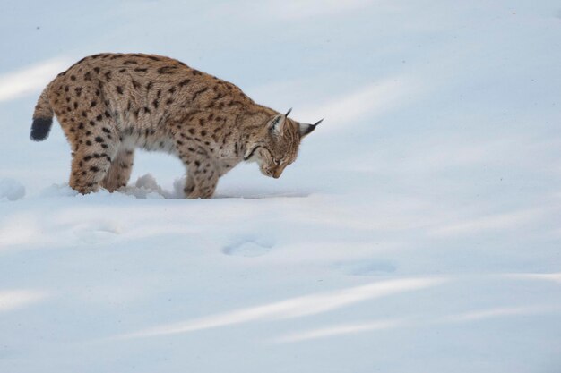 あなたを見ながら雪の背景にオオヤマネコ