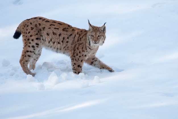 lynx in the snow background while looking at you