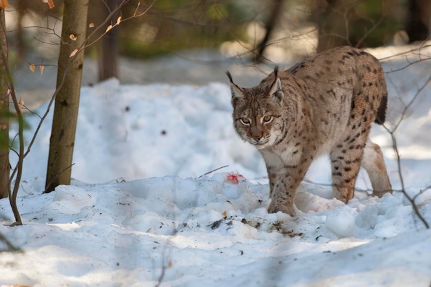 lynx in the snow background while looking at you