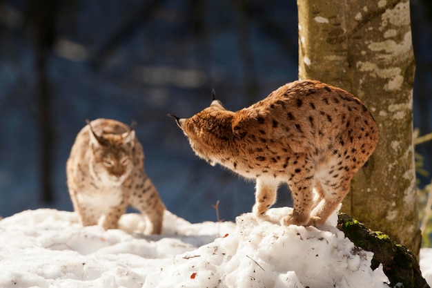 Lynx on the snow background while looking at you