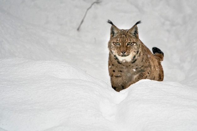 あなたにやってくる雪の肖像画のオオヤマネコ