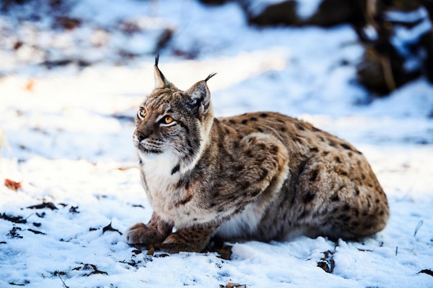 Photo lynx on the snow