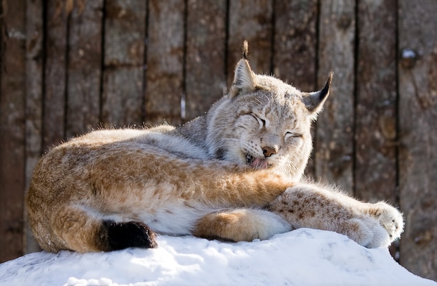 Photo lynx on snow