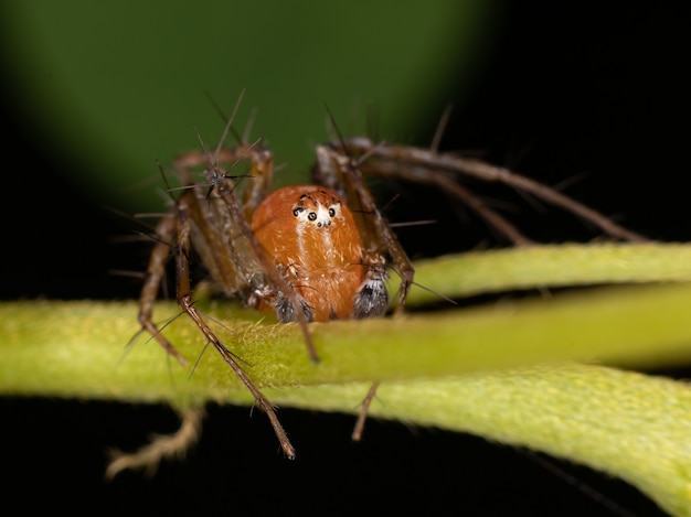 Lynx spider of the family oxyopidae