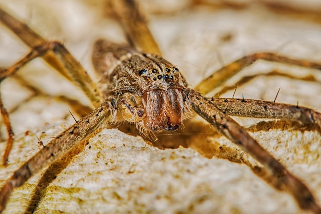 Lynx Spider met nest