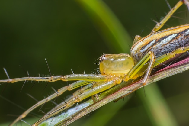 Ragno di lynx (viridans verde lynx alabama di peucetia), vista a macroistruzione