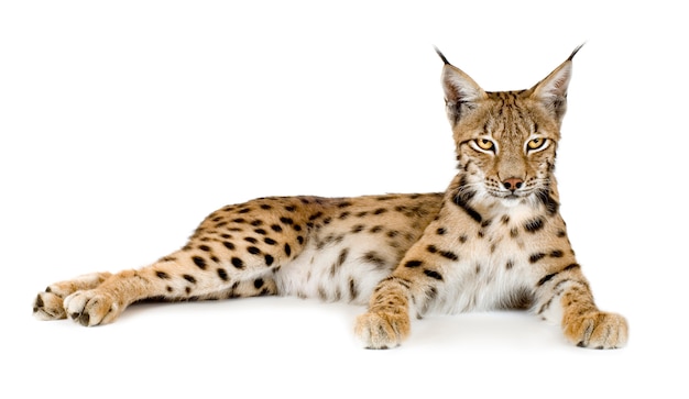 Lynx voor een witte achtergrond