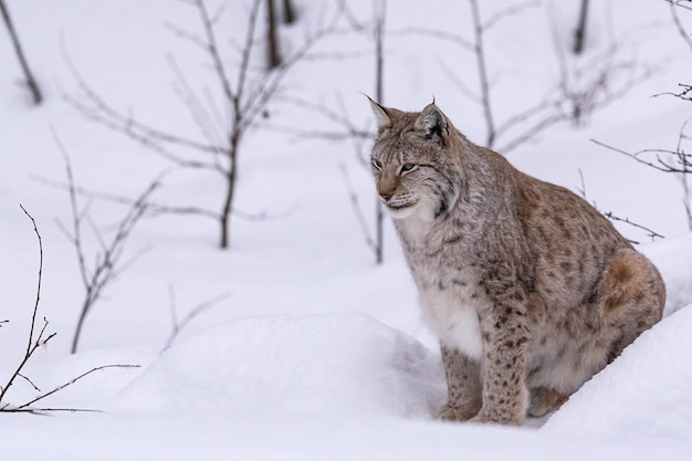 雪の中の野猫リンクス