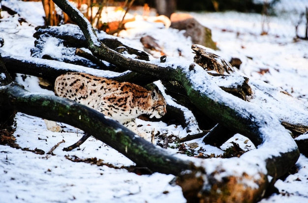 Lynx in winter