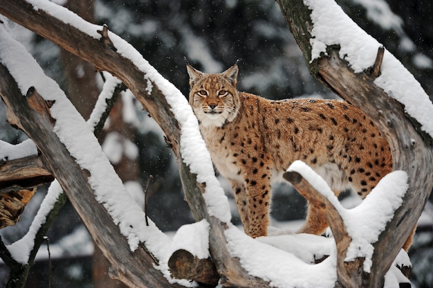 Lynx in winter