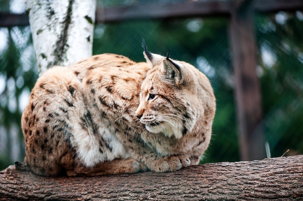 Lynx zittend op de boom