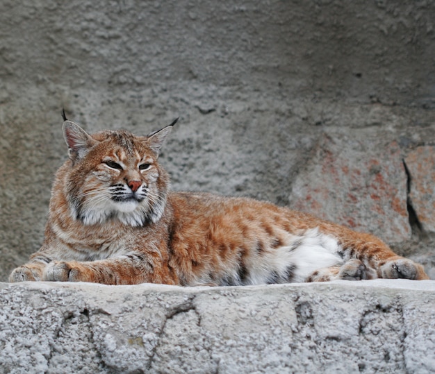 Lynx, zomerdag in de dierentuin