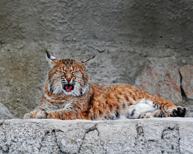 Lynx zomertijd