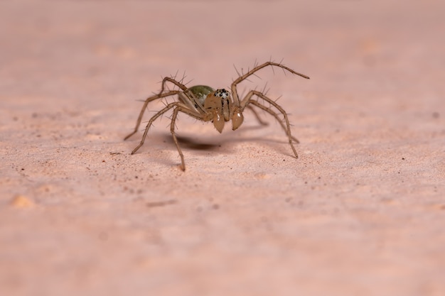 Lynxspin van het geslacht Oxyopes