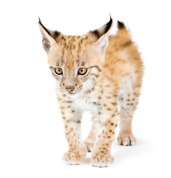 Lynxwelp vooraan op een witte muur