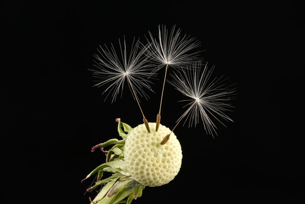 Lyrical flower arrangement with dandelion