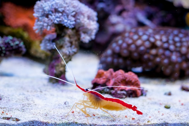 Lysmata amboinensis in Home Coral reef aquarium. 