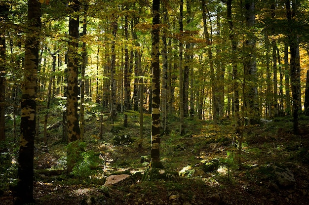 Maagdelijk dicht bos van beukenbomen in de herfstNatuur en wildernis