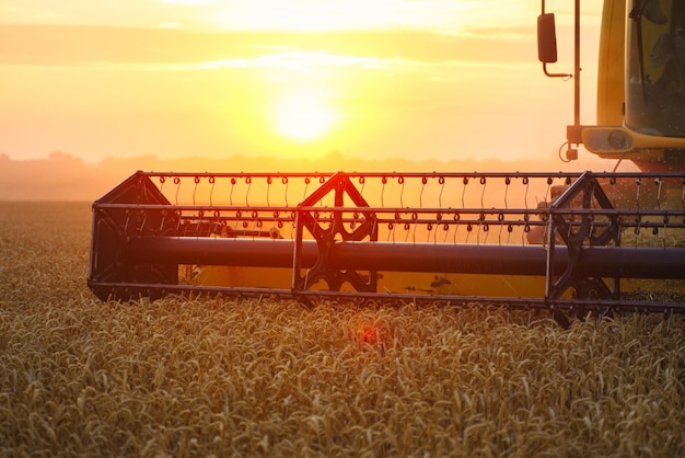 Maaidorser oogst rijpe tarwe rijpe oren van goud veld op de zonsondergang bewolkte oranje hemel