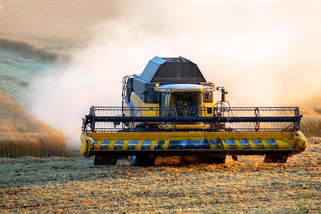 Maaidorser oogst tarwe in het veld. agronomie en graanindustrie