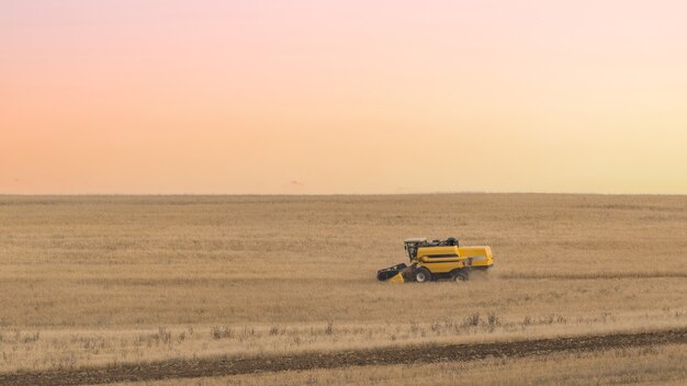 Maaidorser verzamelt tarwe in het veld