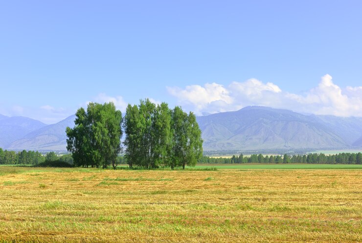 Maaien op een vlakte aan de voet van groene bergen onder een blauwe lucht. Siberië, Rusland