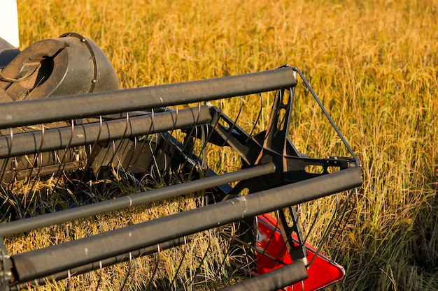 Foto maaimachine landbouw machine en oogsten in rijst gebied werken