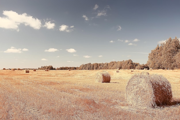 maaiveld herfst landschap