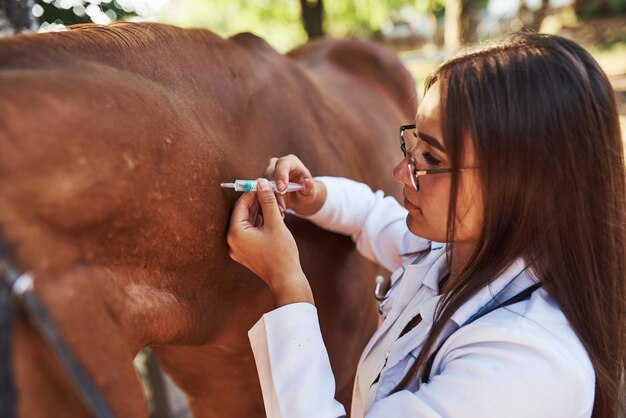 Maak een injectie. Vrouwelijke dierenarts die overdag paard buiten op de boerderij onderzoekt.