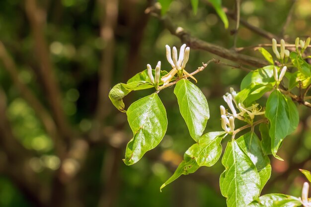 Maak honingstruik of in het Latijn Lonicera maackii struik in bloei