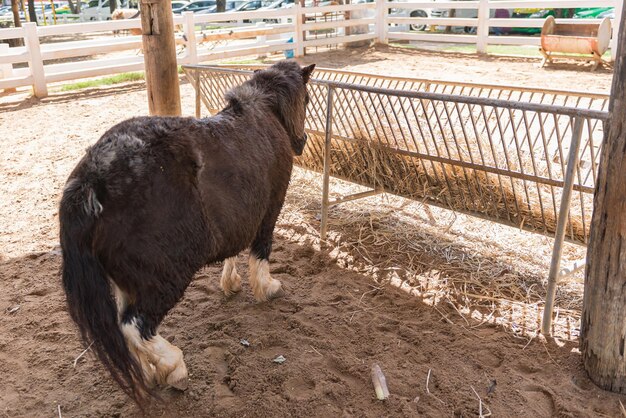 Maaltijd van een pony bij daglicht