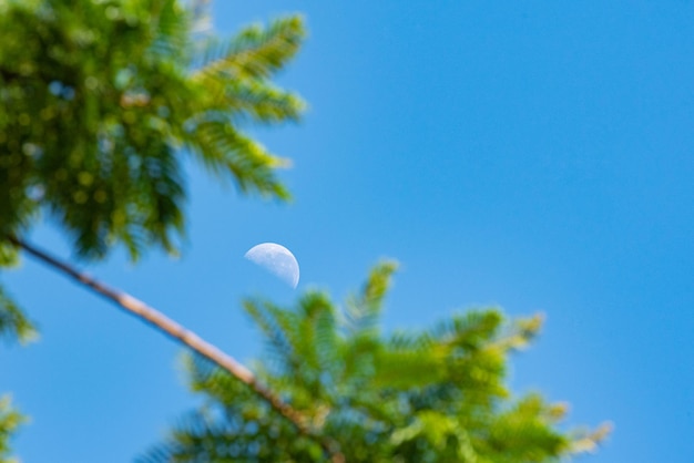 Maan mooie maan op een blauwe lucht tussen de bomen natuurlijke lichtselectieve focus